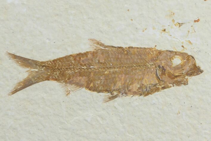 Detailed, Knightia Fossil Fish - Wyoming #78323